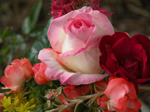 Картинка цветы розы