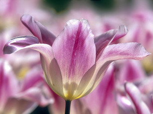 Картинка цветы тюльпаны