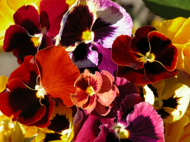 Обои картинки фото цветы, анютины, глазки, садовые, фиалки