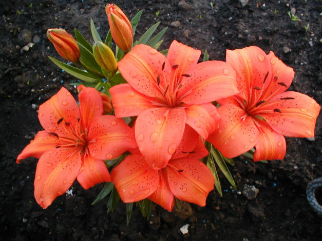 Обои картинки фото цветы, лилии, лилейники