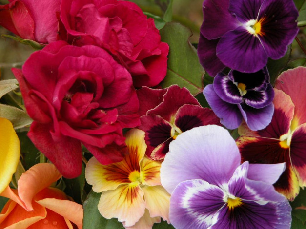 Обои картинки фото цветы, разные, вместе