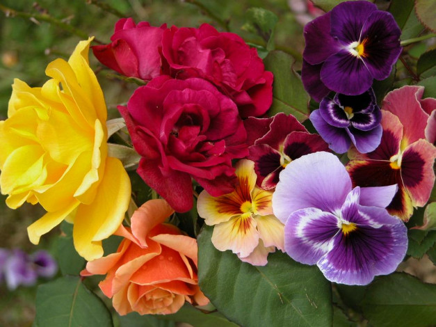 Обои картинки фото цветы, разные, вместе