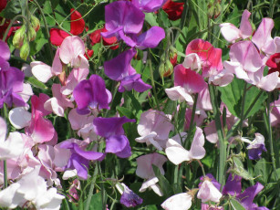 Картинка цветы душистый горошек