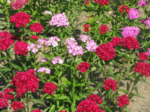 Картинка цветы гвоздики