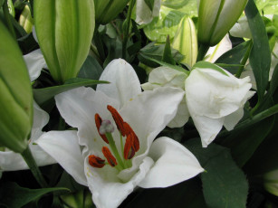 Картинка цветы лилии лилейники