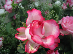 Картинка цветы розы