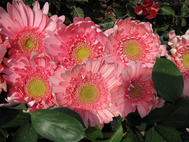 Обои картинки фото цветы, герберы