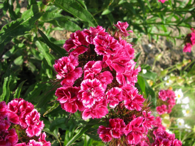 Обои картинки фото цветы, гвоздики