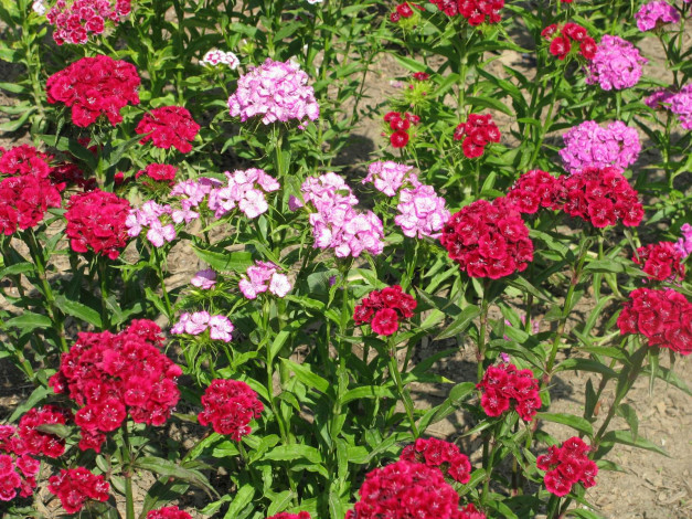 Обои картинки фото цветы, гвоздики