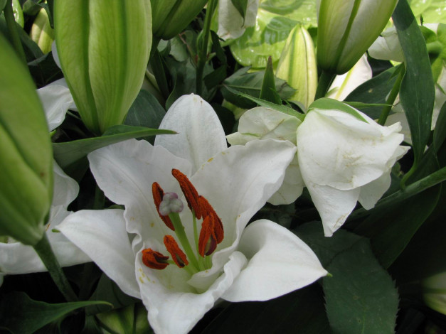 Обои картинки фото цветы, лилии, лилейники