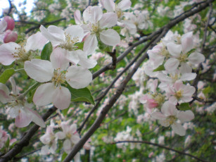 Картинка цветущаЯ ЯблонЯ цветы цветущие деревья кустарники