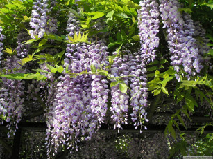 Картинка цветы глициния