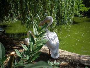 Картинка пеликаны зоопарке животные