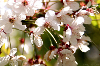 Картинка цветы цветущие деревья кустарники