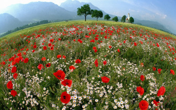 Картинка природа луга