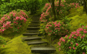 Картинка природа парк