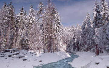 Картинка природа зима