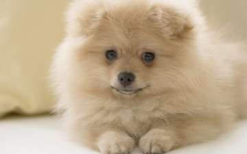 Картинка животные собаки