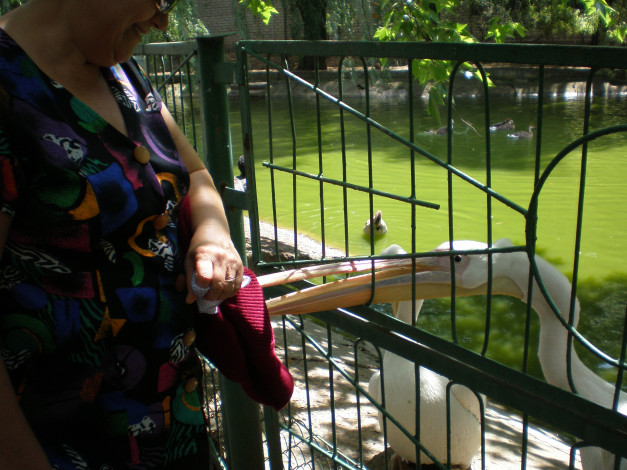 Обои картинки фото Что, сумке, животные, пеликаны