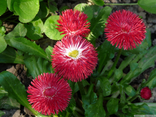 Обои картинки фото цветы, маргаритки