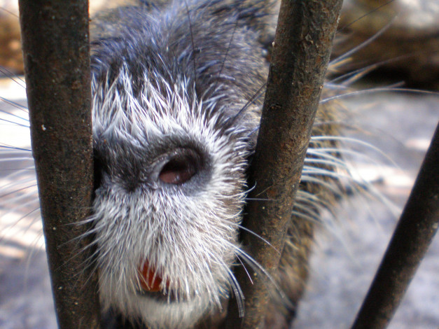 Обои картинки фото тоже, хоЧу, фоткатьсЯ, животные, капибары