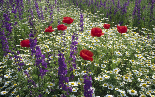 Обои картинки фото цветы, луговые, полевые