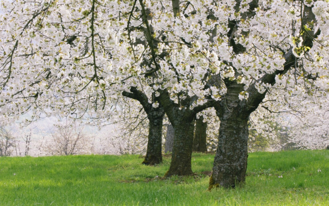 Обои картинки фото природа, деревья