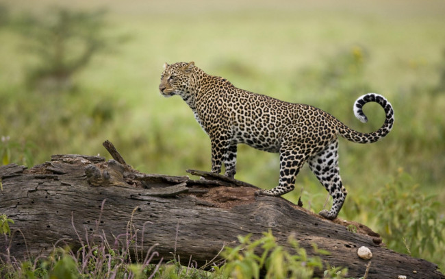 Обои картинки фото животные, леопарды