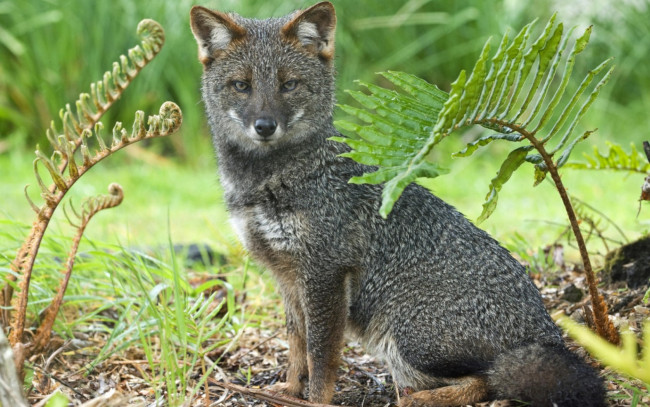 Обои картинки фото животные, лисы