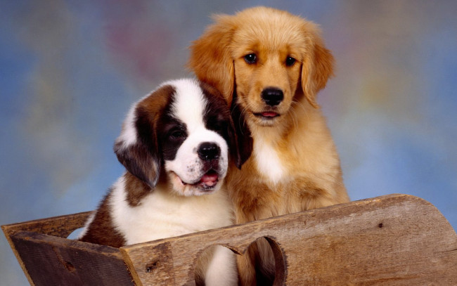 Обои картинки фото животные, собаки