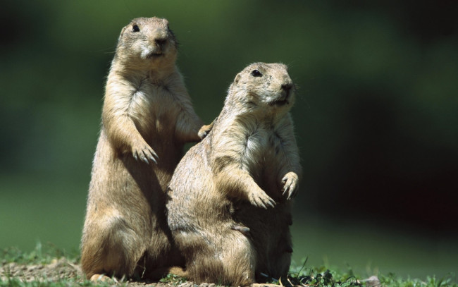 Обои картинки фото животные, суслики, сурки