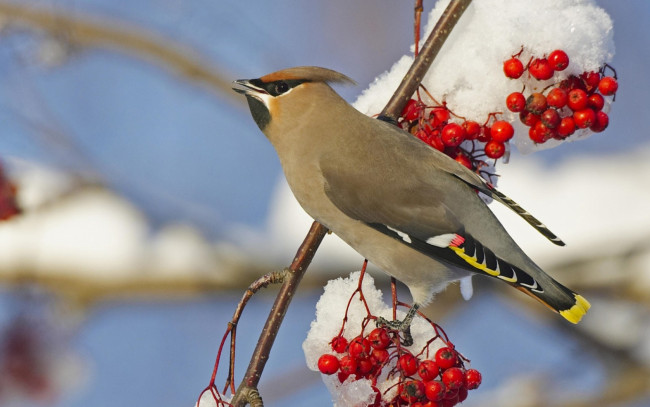 Обои картинки фото животные, свиристели