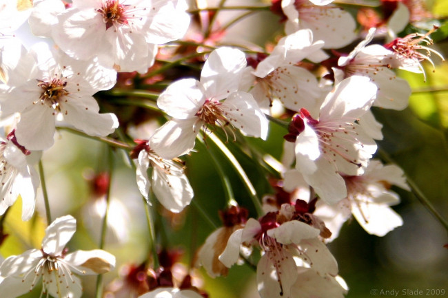 Обои картинки фото цветы, цветущие, деревья, кустарники