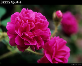 Картинка цветы розы