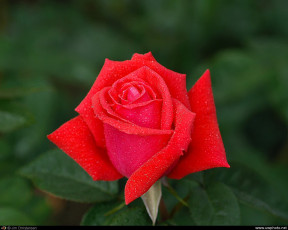 Картинка цветы розы