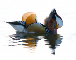 Картинка животные утки