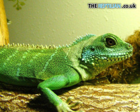 Картинка животные Ящерицы игуаны вараны