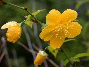 Картинка цветы