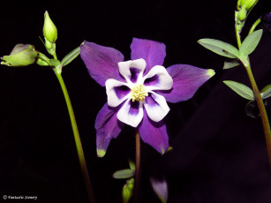 Картинка цветы аквилегия водосбор