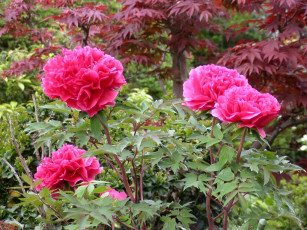 Картинка цветы пионы