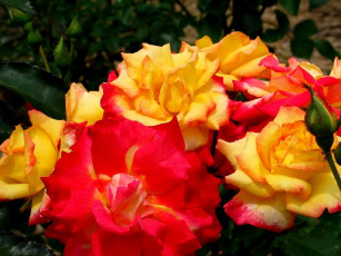 обоя цветы, розы