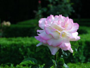 Картинка цветы розы