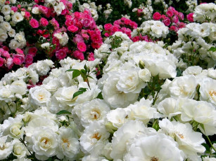 Картинка цветы розы