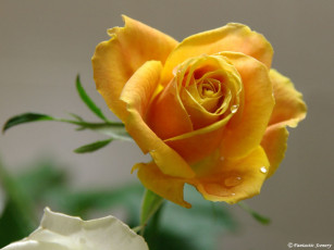 Картинка цветы розы