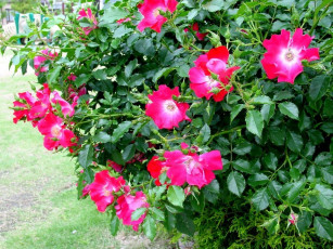 Картинка цветы шиповник