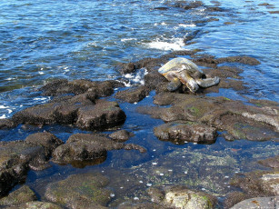 Картинка животные Черепахи