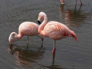 Картинка животные фламинго