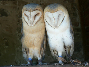 Картинка животные совы