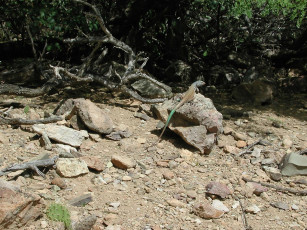 Картинка животные Ящерицы игуаны вараны