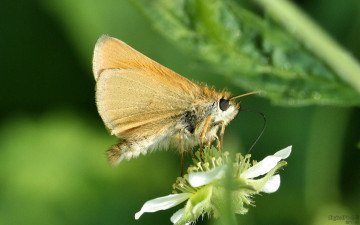 Картинка животные бабочки